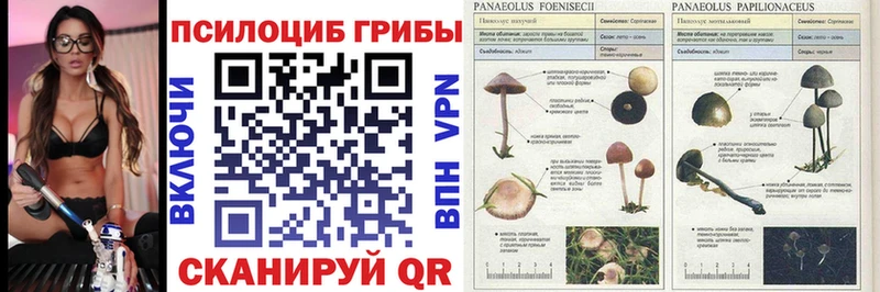 Псилоцибиновые грибы мухоморы Кедровый